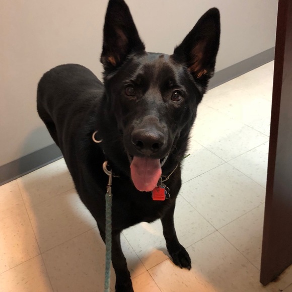 Meet your Posher, Laura - @nikitadoggies - Picture 5 of 7